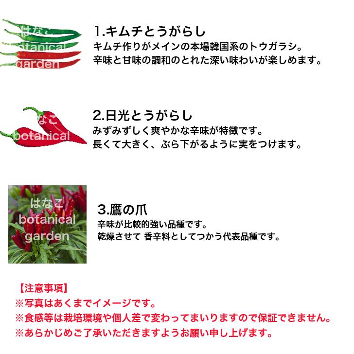 【野菜のセル苗】プラグ苗　キムチとうがらし　日光とうがらし　鷹の爪　唐辛子　トウガラシ　288穴260本　特価　播種　自家用　業務用 