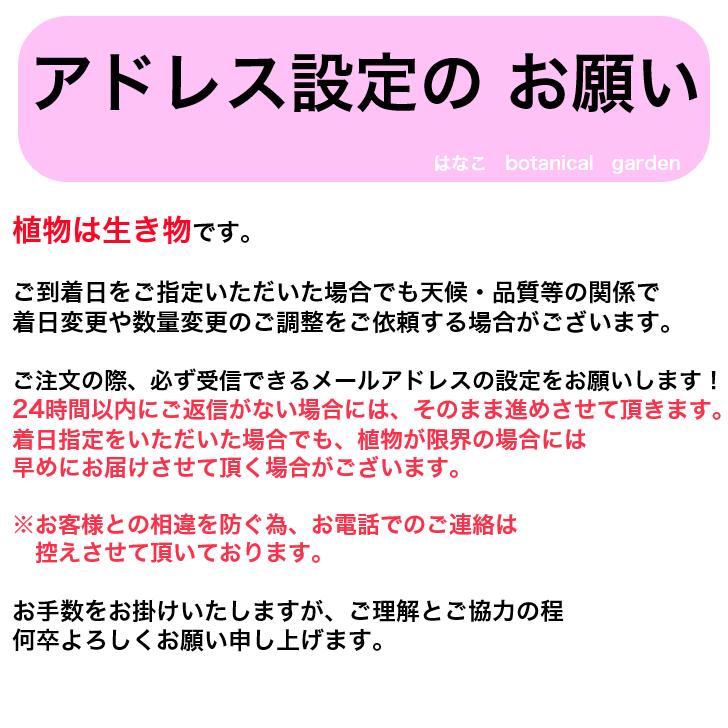 【野菜のセル苗】プラグ苗　キムチとうがらし　日光とうがらし　鷹の爪　唐辛子　トウガラシ　288穴260本　特価　播種　自家用　業務用 