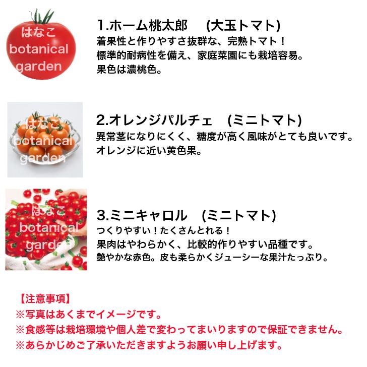 野菜のセル苗】プラグ苗 桃太郎トマト オレンジパルチェ ミニ