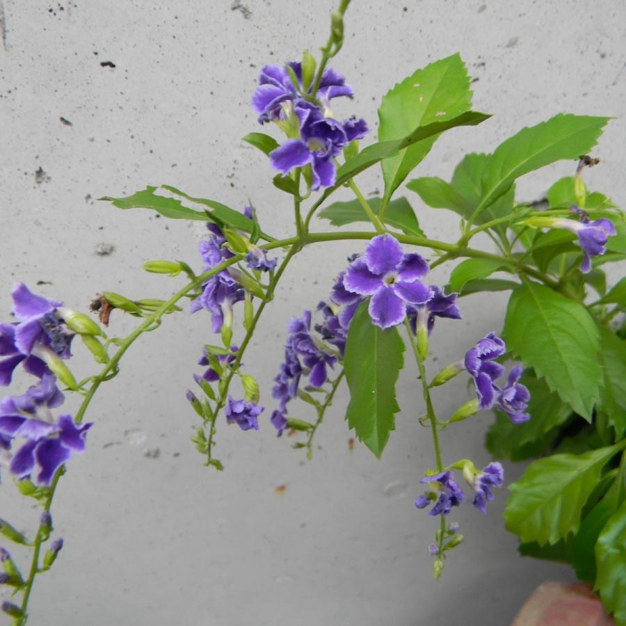 デュランタ タカラヅカ Ha 04 万草花園 通販 Yahoo ショッピング