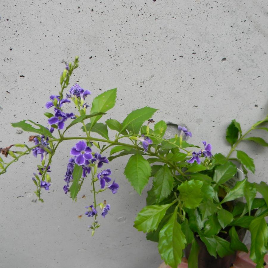 デュランタ タカラヅカ Ha 04 万草花園 通販 Yahoo ショッピング