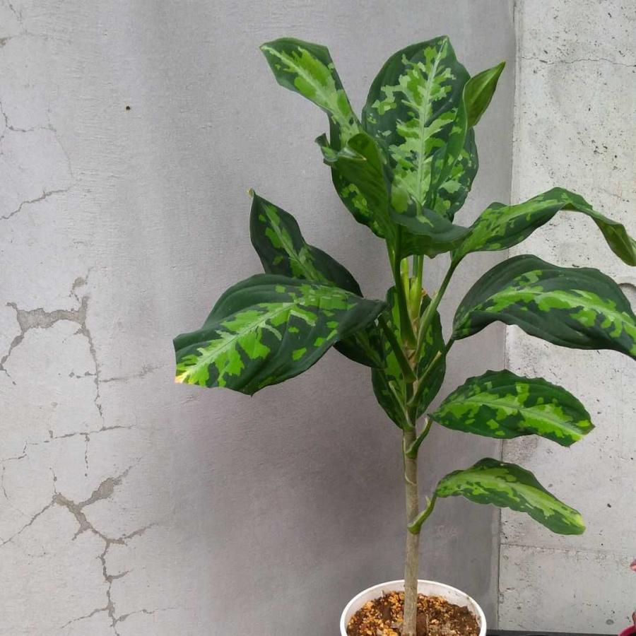 アグラオネマ　ピクタム　トリカラー