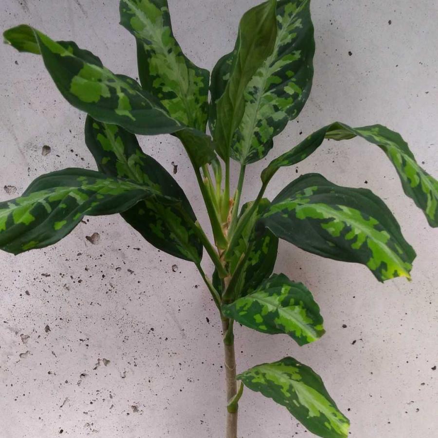 アグラオネマ　ピクタム　トリカラー 