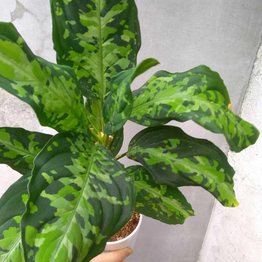 アグラオネマ　ピクタム　トリカラー 