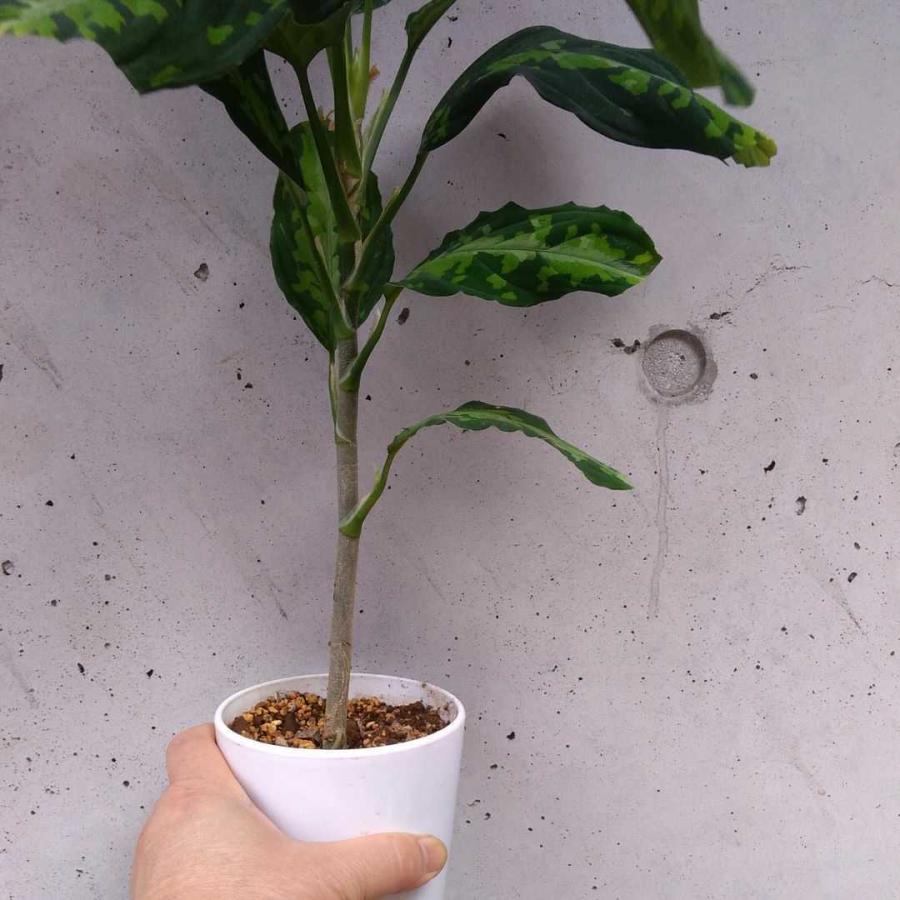 アグラオネマ　ピクタム　トリカラー 