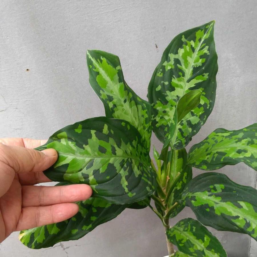 アグラオネマ　ピクタム　トリカラー 