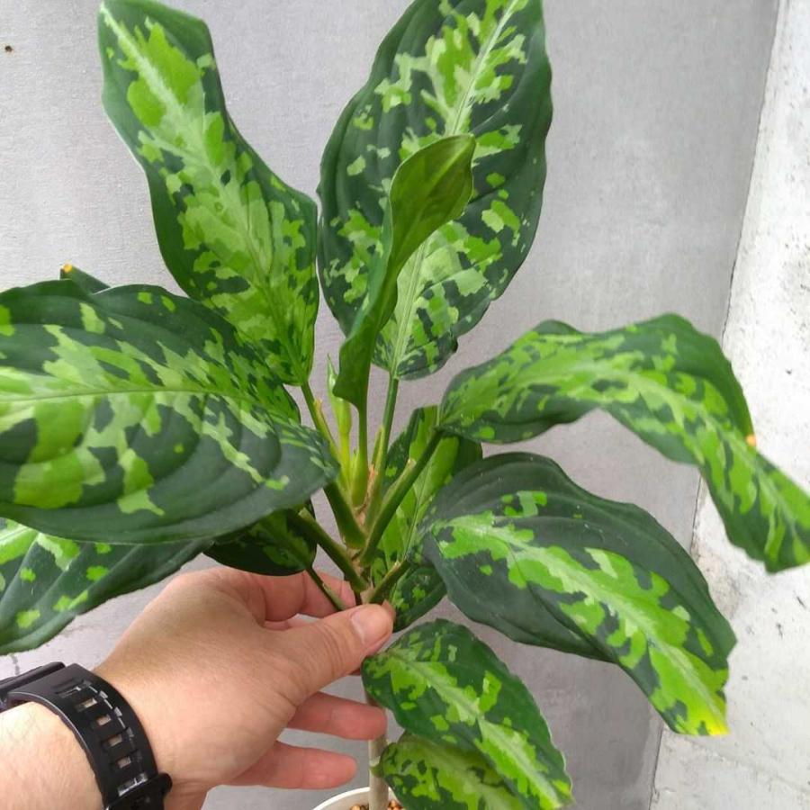 アグラオネマ　ピクタム　トリカラー 