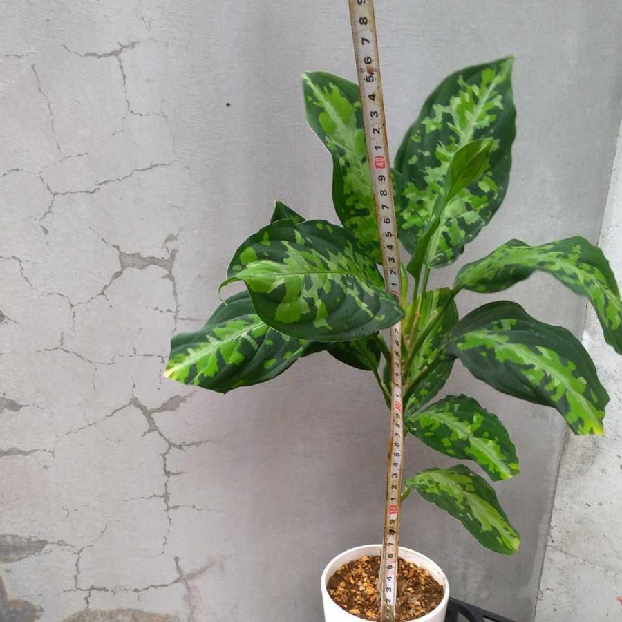 アグラオネマ　ピクタム　トリカラー 