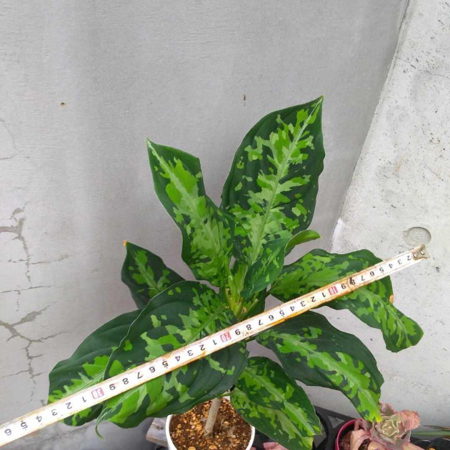 アグラオネマ　ピクタム　トリカラー 