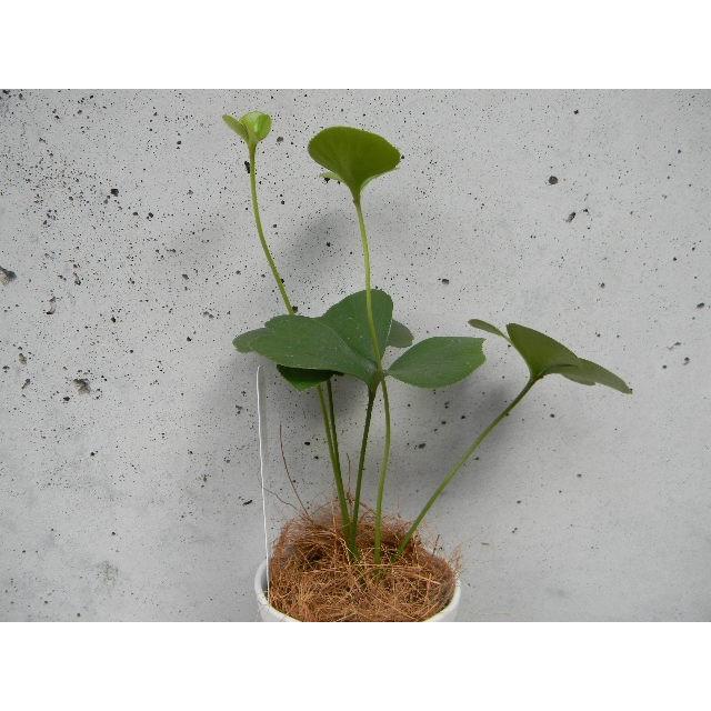 四葉のザミア 小 メキシコソテツ Kan 011 万草花園 通販 Yahoo ショッピング