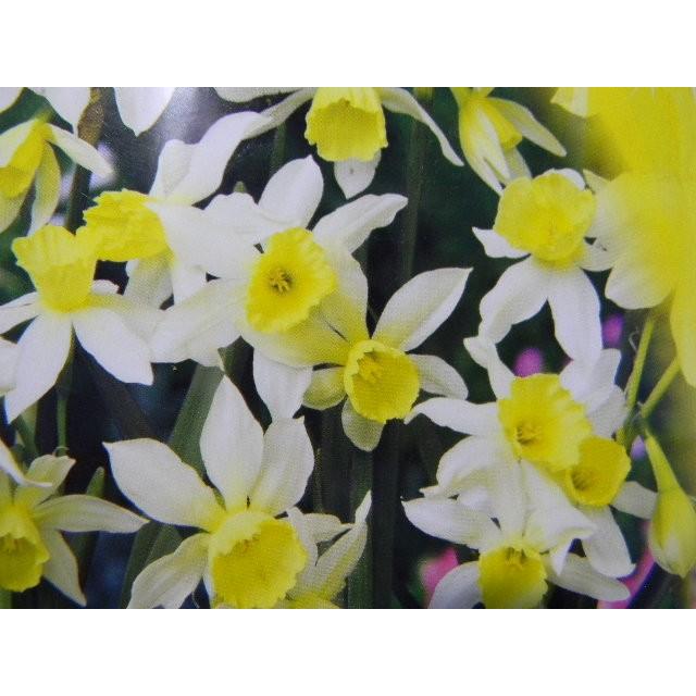 タリアサン スイセン 1球 Kyu 010 万草花園 通販 Yahoo ショッピング