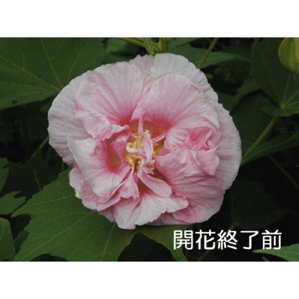 非売品 酔芙蓉 スイフヨウ 八重 7号スリット鉢入り大苗 毎年11月 翌年07月までのお届けです Witravel It