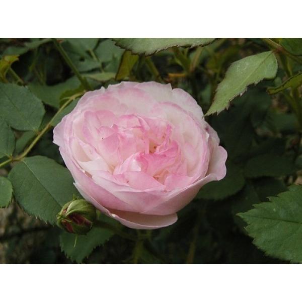 オールドローズ 長尺バラ苗 マダムピエールオジェ 花色：ピンク 送料