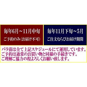 オールドローズ 長尺バラ苗　マダムピエールオジェ 花色：ピンク  送料別途 毎年11月下旬から翌年05月までお届けの苗｜bara-herb-rose｜09