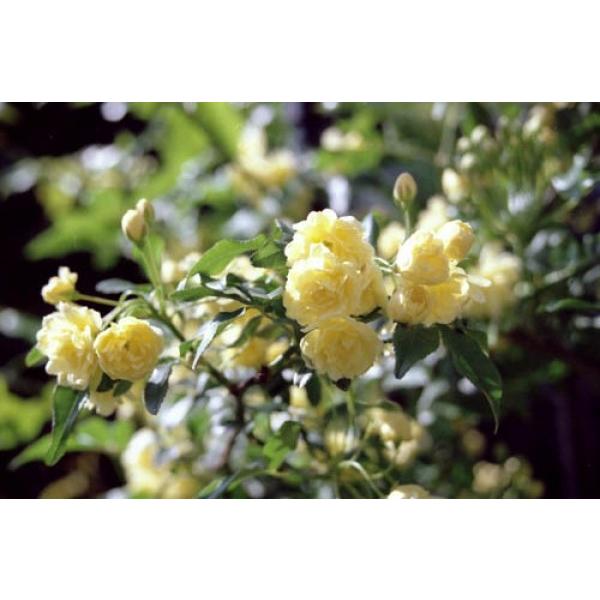 伸びる長尺つるバラ苗　黄色モッコウバラ 八重  送料別途　毎年11月下旬から翌年05月までお届けの苗｜bara-herb-rose