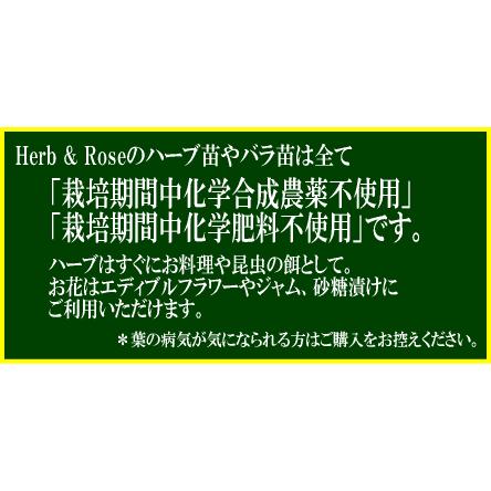 伸びる長尺つるバラ苗　黄色モッコウバラ 八重  送料別途　毎年11月下旬から翌年05月までお届けの苗｜bara-herb-rose｜02