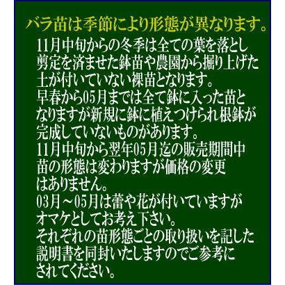 伸びる長尺つるバラ苗　黄色モッコウバラ 八重  送料別途　毎年11月下旬から翌年05月までお届けの苗｜bara-herb-rose｜08