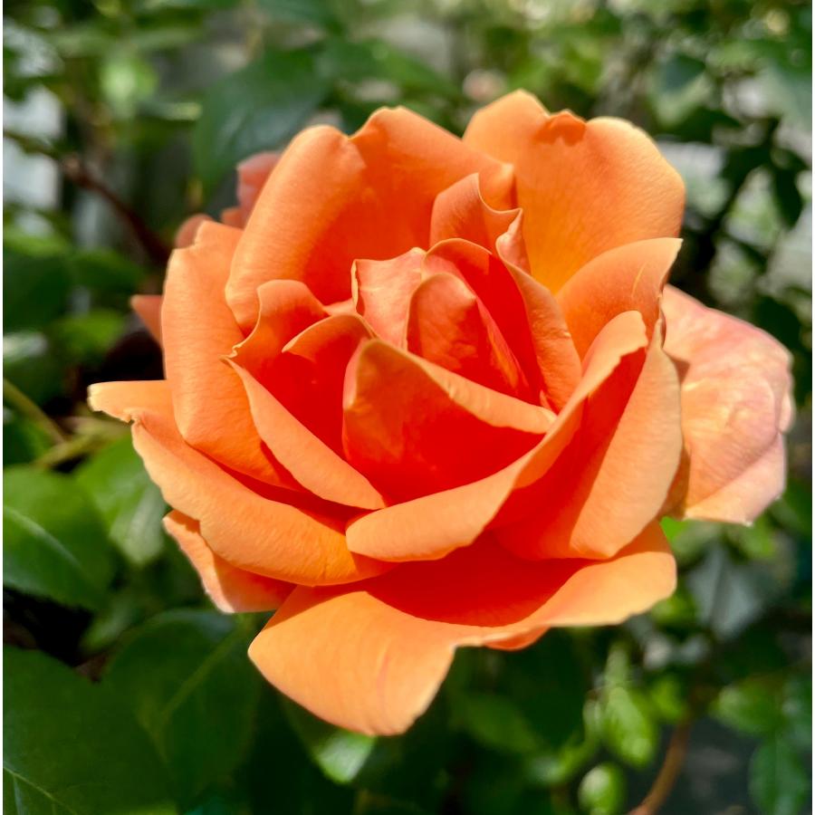 長尺つるバラ苗 四季咲き 香りあり オレンジ色 ロイヤルサンセット