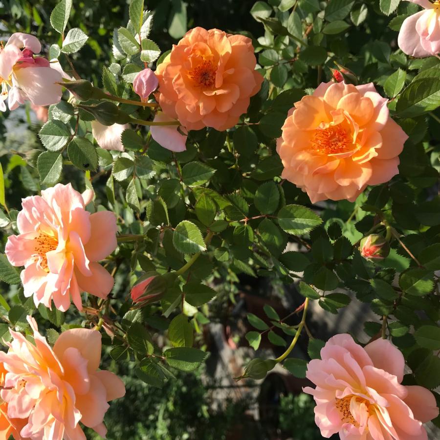 長尺つるバラ苗 四季咲き 香りあり オレンジ色 ロイヤルサンセット