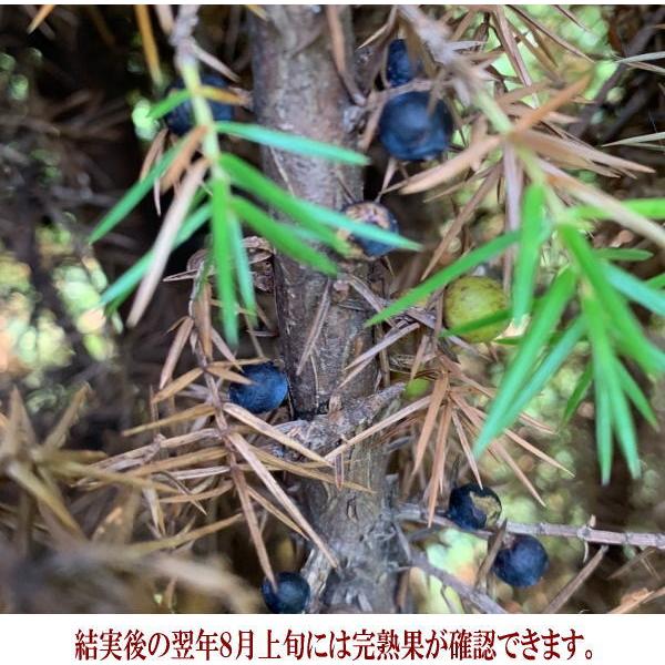 ハーブ苗 ジュニパーベリー大苗(西洋ネズ)オス木・メス木 ハーブ苗 ジュニパーベリー大苗(西洋ネズ)オス木・メス木