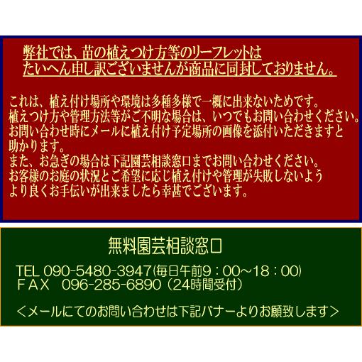 ハーブ苗 レモンバーム口径18.0cm鉢入り大苗 送料別途