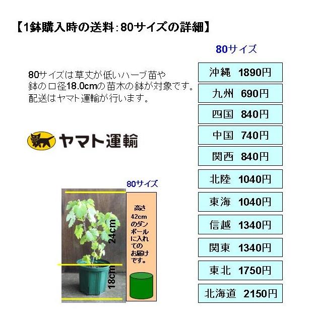 ハーブ苗 レモンバーム口径18.0cm鉢入り大苗 送料別途
