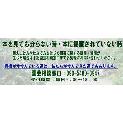 ハーブ苗　ワイルドホワイトストロベリー 口径18.0cm鉢入り大苗　送料別途｜bara-herb-rose｜05