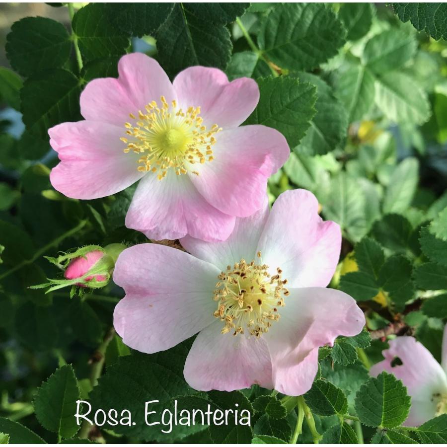 伸びる長尺つるバラ苗ピンク色 ロサ エグランテリア(スイート