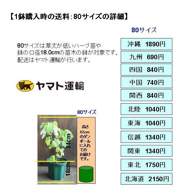 ハーブ苗　ローマンカモミール 口径18.0cm鉢入り大苗　送料別途｜bara-herb-rose｜06