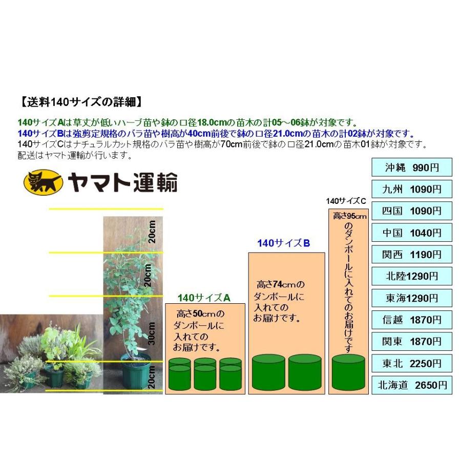 ハーブ苗　ローマンカモミール 口径18.0cm鉢入り大苗　送料別途｜bara-herb-rose｜08