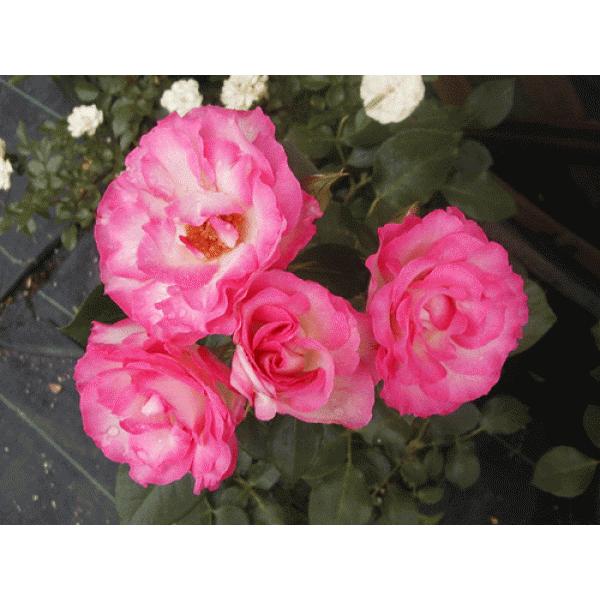 四季咲きバラ苗  ストロベリーアイス強剪定大苗 花色：ピンク  送料別途　毎年11月下旬から翌年05月までお届けの苗