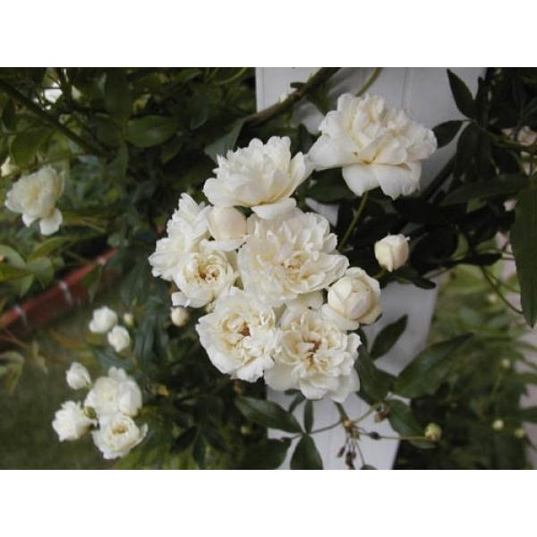 伸びる長尺つるバラ苗 白モッコウバラ八重 送料別途 毎年11月中旬から翌年05月までお届けの苗 018rl Herb Roseyahoo店 通販 Yahoo ショッピング