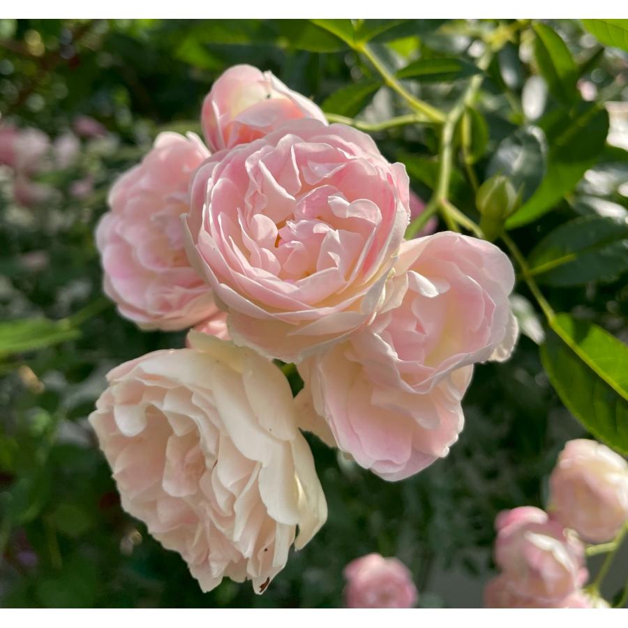 くろまろまろ！バラ 苗 四季咲 切花 花持ち良い 赤紫 ① 挿し木 楽天