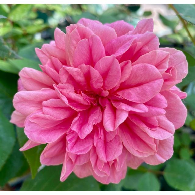 オールドローズ四季咲きバラ苗 アルシデュック ジョセフ 大苗 送料別途