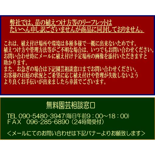 オールドローズ バラ苗　イプシランテ　ナチュラルカット大苗  花色：ピンク  送料別途 毎年11月下旬から翌年05月までお届けの苗｜bara-herb-rose｜04