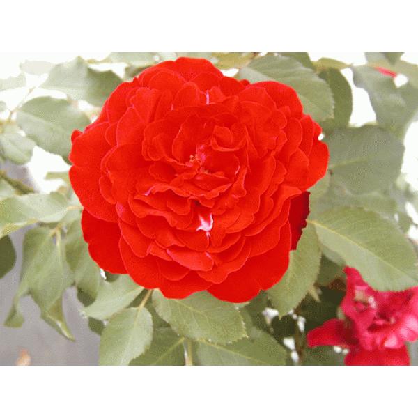 VIP ROSE バラ苗　入手困難な品種 四季咲きバラ苗 サルタンカブース ナチュラルカット大苗 花色赤 送料