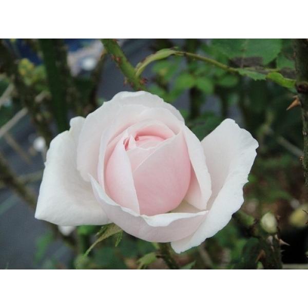 Item Shopping C Yimg Jp I N Bara Herb Rose 0305rll