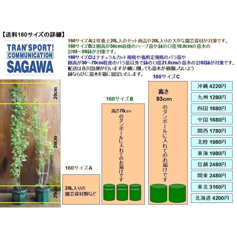 四季咲きバラ苗 マーガレットメリル 強剪定大苗 花色白  送料別途　毎年11月下旬から翌年05月までお届けの苗｜bara-herb-rose｜09