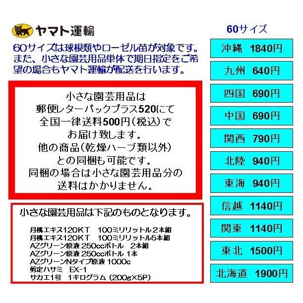 アリウム ギガンチューム 200g前後 2024年度国産 特大球根03個01組 06