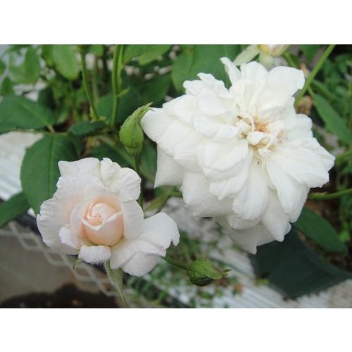 ホワイト セシル ブルンネ 大苗 花色 白 White Cecile Brunner 送料