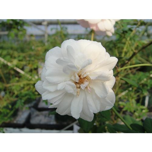 ホワイト セシル ブルンネ 大苗 花色 白 White Cecile Brunner 送料