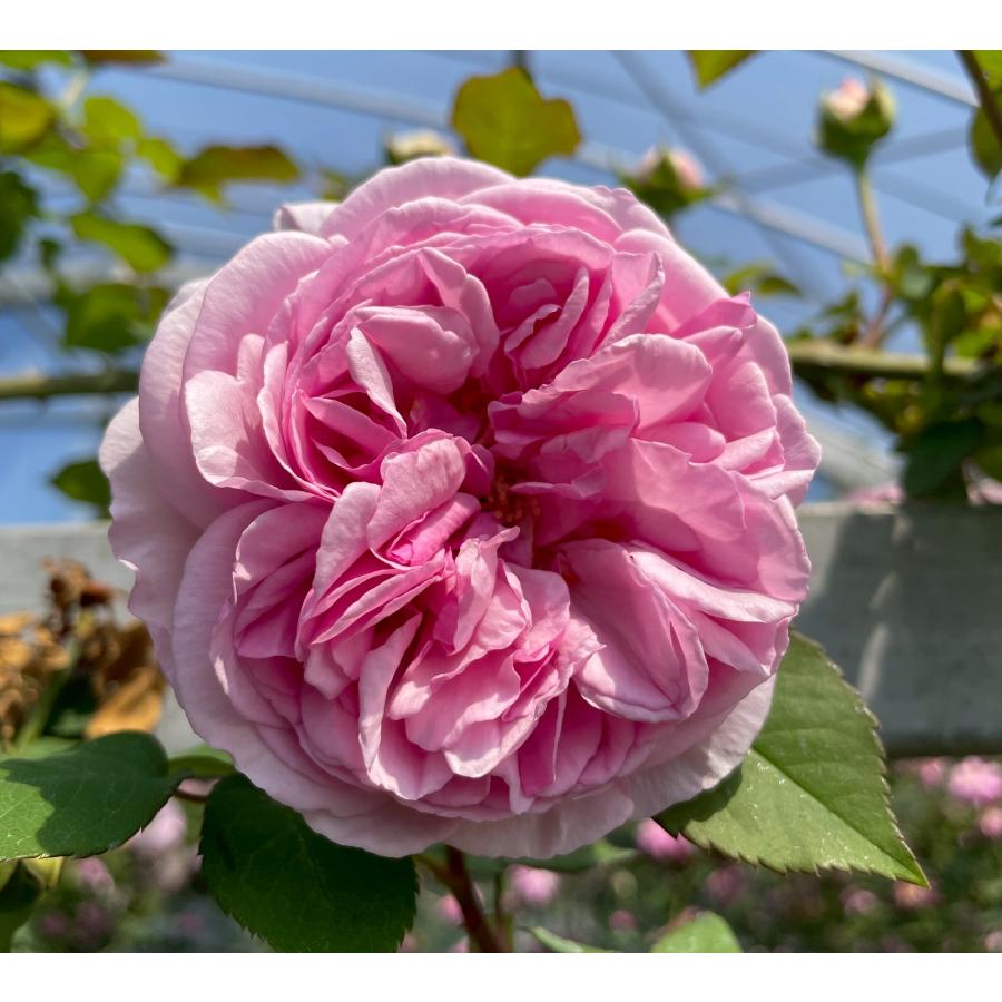 オールドローズ 長尺バラ苗 マダム エルンスト カルバ 花色：ピンク