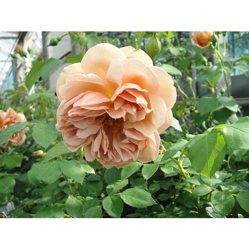 四季咲きバラ苗 カフェ 強剪定大苗 花色茶 送料別途 毎年11月中旬から翌年05月までお届けの苗 0429r Herb Roseyahoo店 通販 Yahoo ショッピング