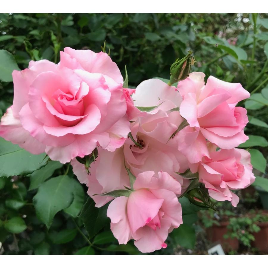 四季咲きつるバラ苗 ローゼンドルフ シュパリースホープ 花色：ピンク