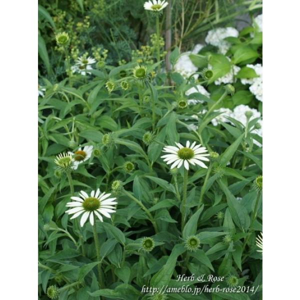 エキナセア ホワイトスワン 口径18.0cm鉢入り大苗 Echinacea purpurea