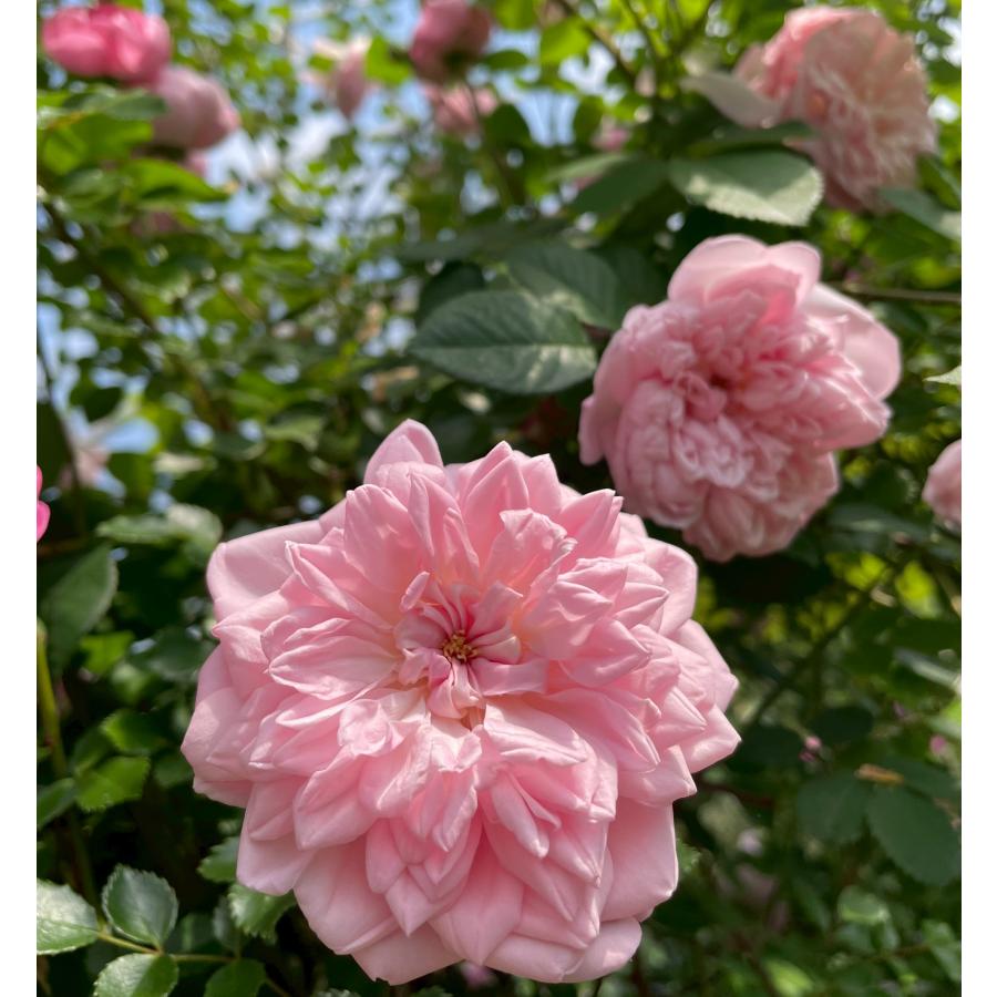 伸びる長尺つるバラ苗ピンク色 フランソワジュランビル 送料別途 毎年