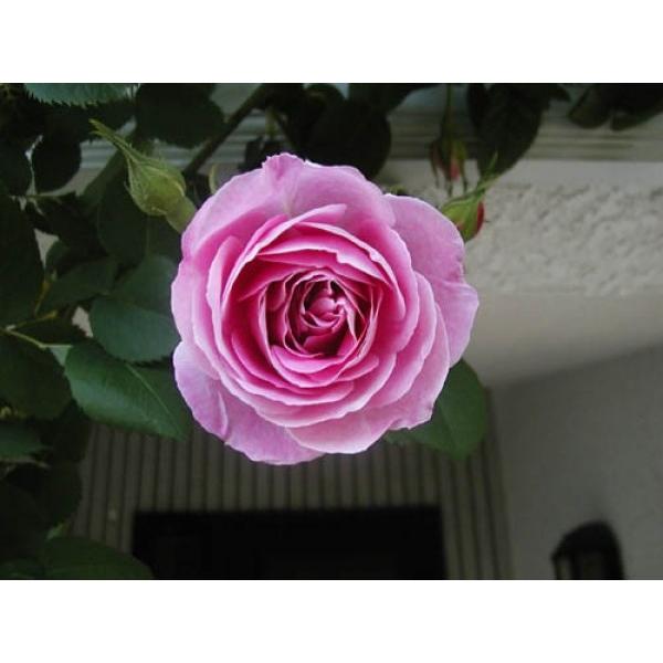 オールドローズ 長尺バラ苗　ブルボンクイーン　花色：ピンク  送料別途 毎年11月下旬から翌年05月までお届けの苗｜bara-herb-rose
