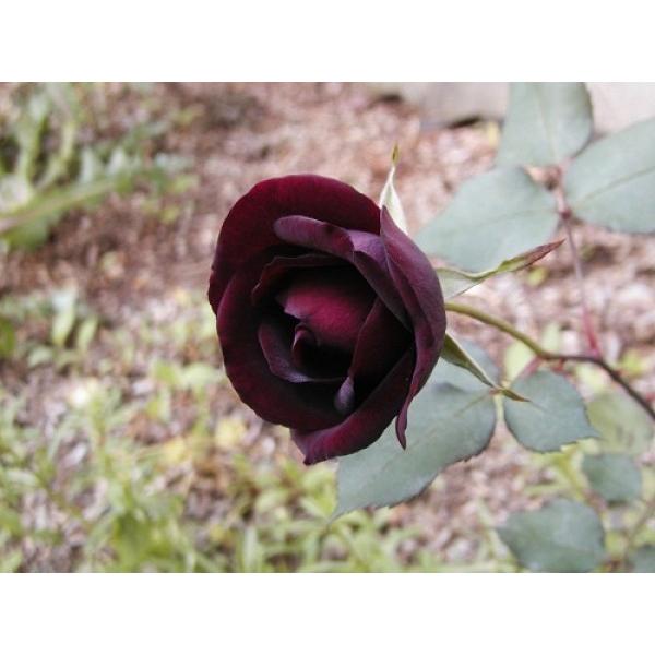 オールドローズ 四季咲きバラ苗 ルイ １４世大苗 花色 赤 送料別途 毎年10月から翌年06月までお届けの苗 060r Herb Roseyahoo店 通販 Yahoo ショッピング