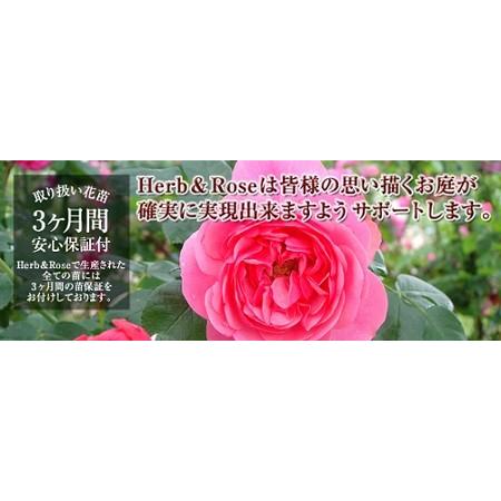 ハーブ苗　ニオイスミレ　口径18.0cm鉢入り大苗　送料別途｜bara-herb-rose｜03