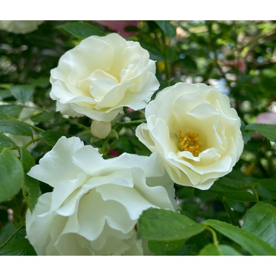 長尺つるバラ苗白色 サマースノー CL 送料別途 毎年11月下旬から翌年05